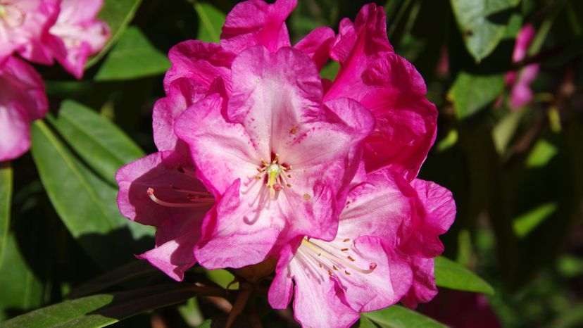 9 Rhododendron GettyImages-1054210966