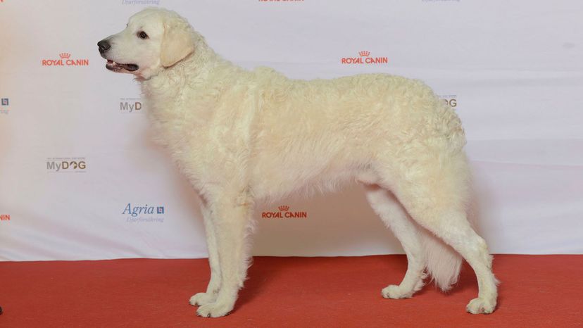 Kuvasz