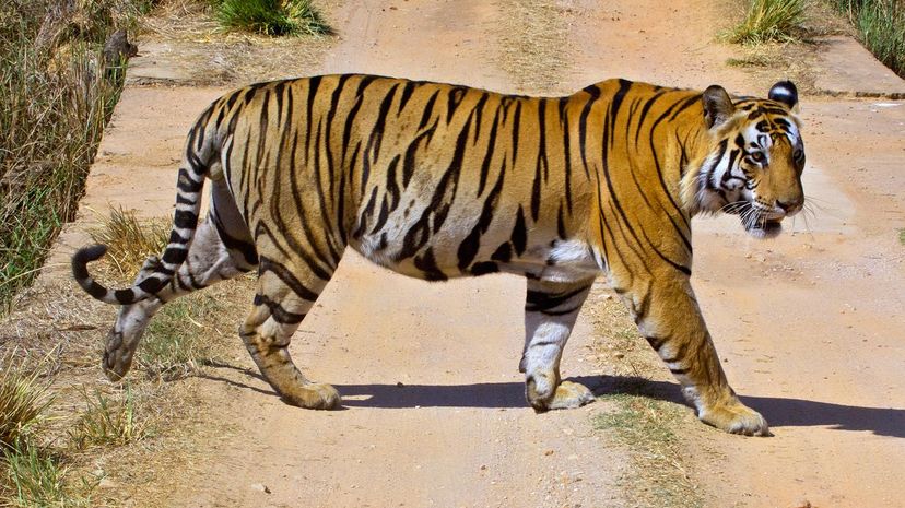 Bengal Tiger