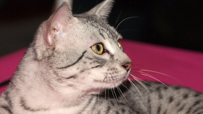 Egyptian Mau