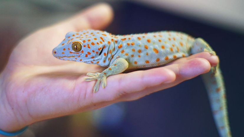 Tokay Gecko