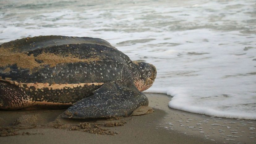 Leatherback Sea Turtle