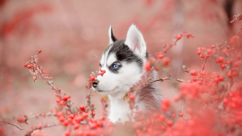 Você consegue adivinhar estas 50 raças de cães a partir de uma imagem?