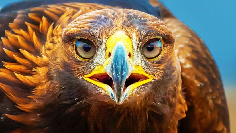 Which Apex Predator Represents Your Dark Soul?