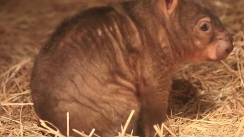 Northern Hairy nosed Wombat (Australia)