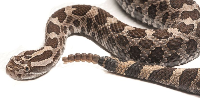 massasauga rattlesnake