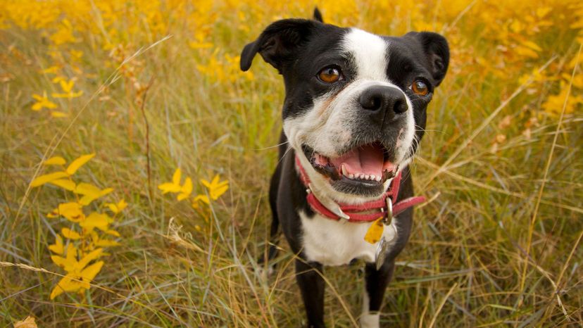 Which Terrier Breed Are You? 1