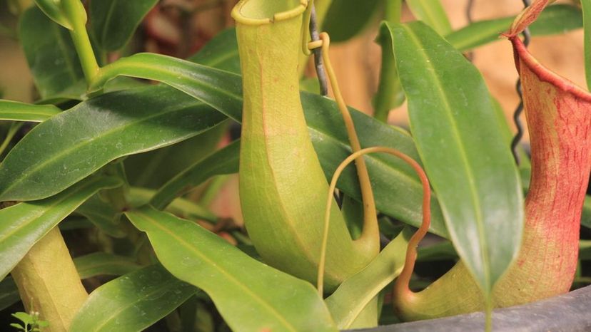 pitcher plant