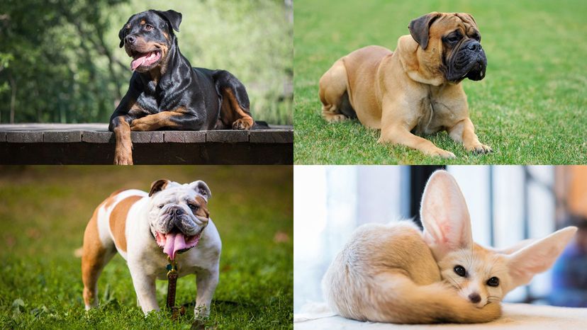 rottweiler, English mastiff, bulldog, fennec fox