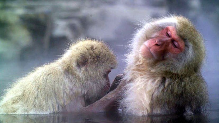 JapaneseMacaque