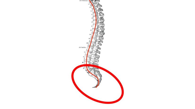 sacral vertebrae