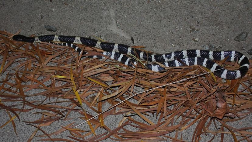 Many-banded krait