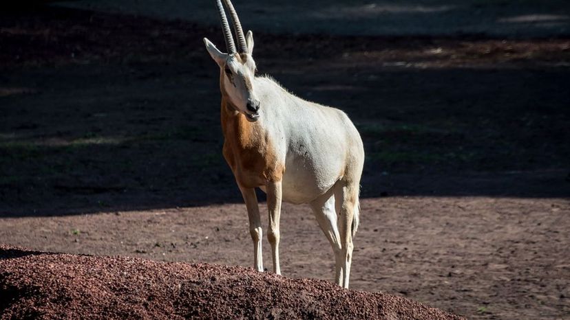 Scimitar-Horned Oryx