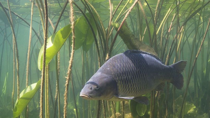 Kannst du diese Süßwasserfische anhand eines Bildes identifizieren?