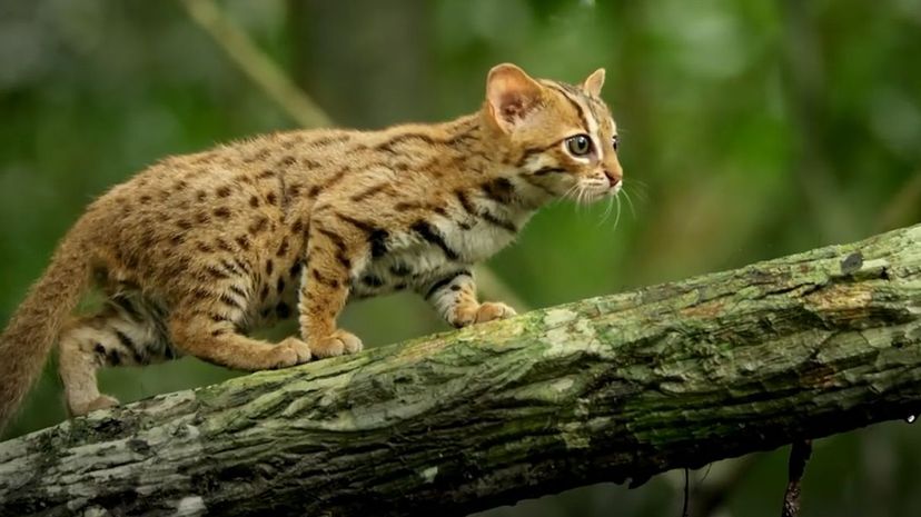 Rusty-Spotted Cat