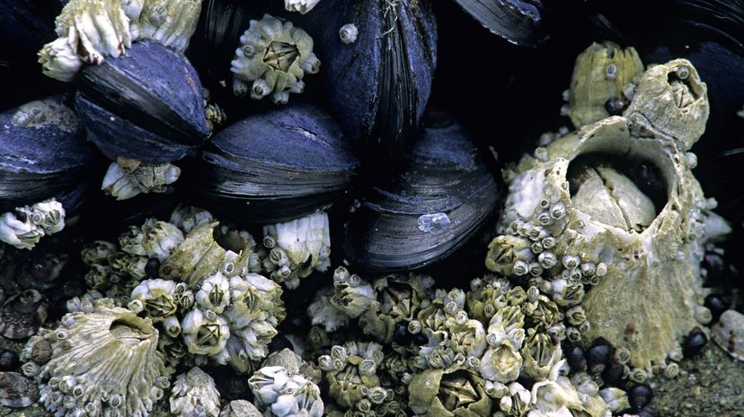 Acorn barnacle