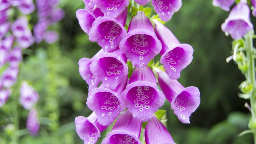 foxglove