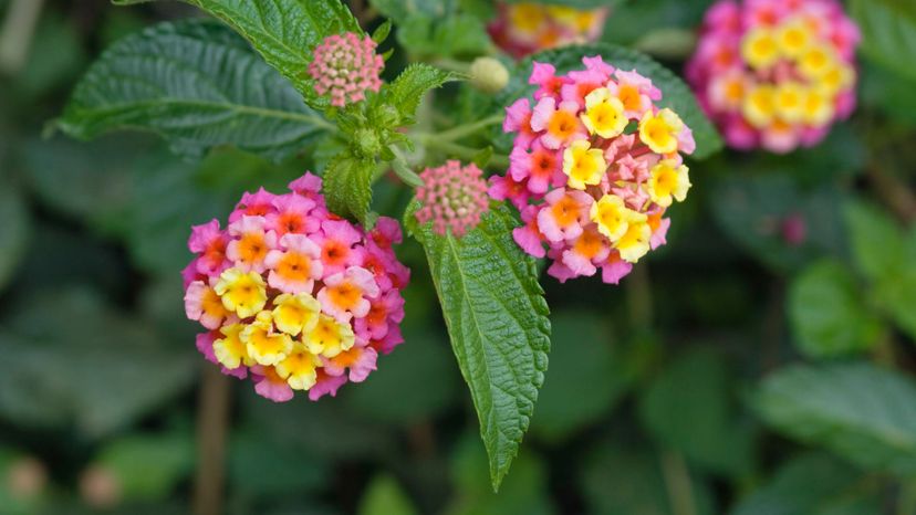 11 Lantana GettyImages-163301582