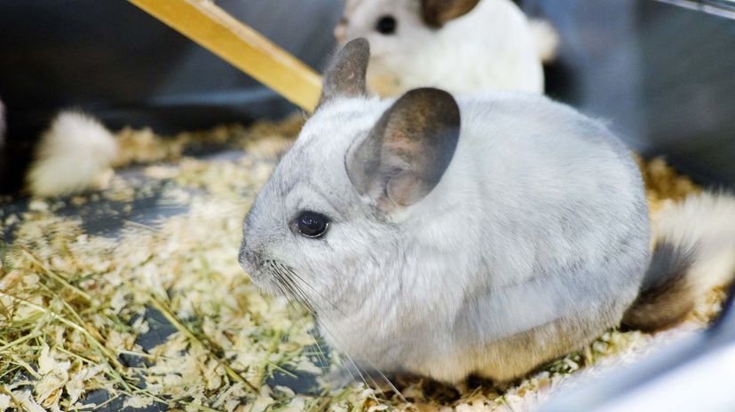 Chinchilla