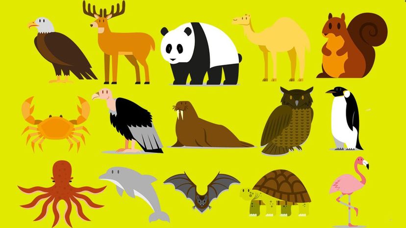 92% of People Can't Identify These Common Animal-Related Phrases... Can You?