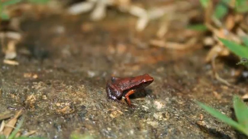 Seychelles Frog