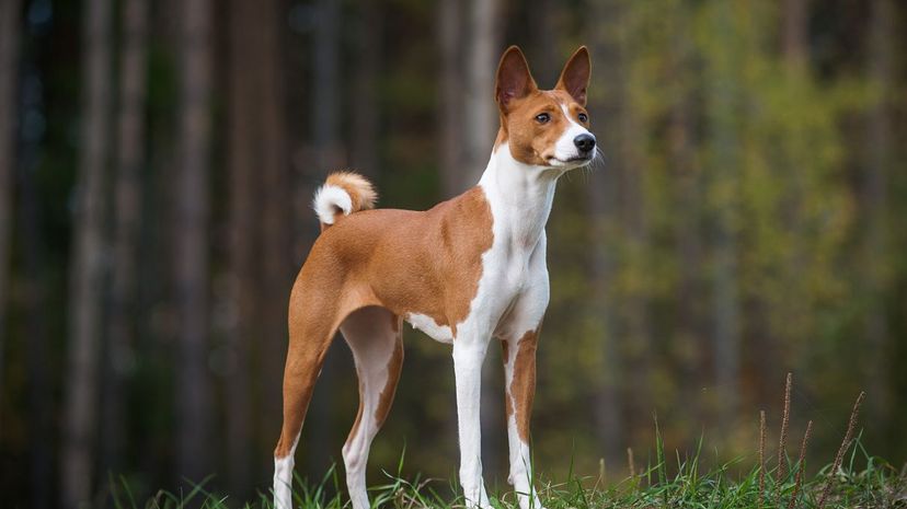 Basenji