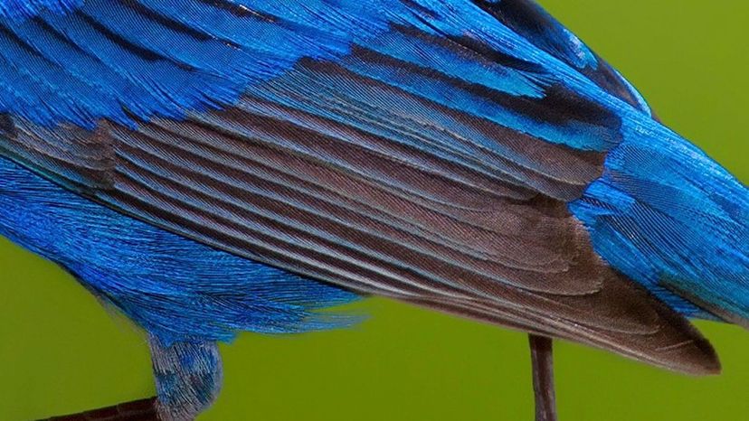 indigo bunting feather