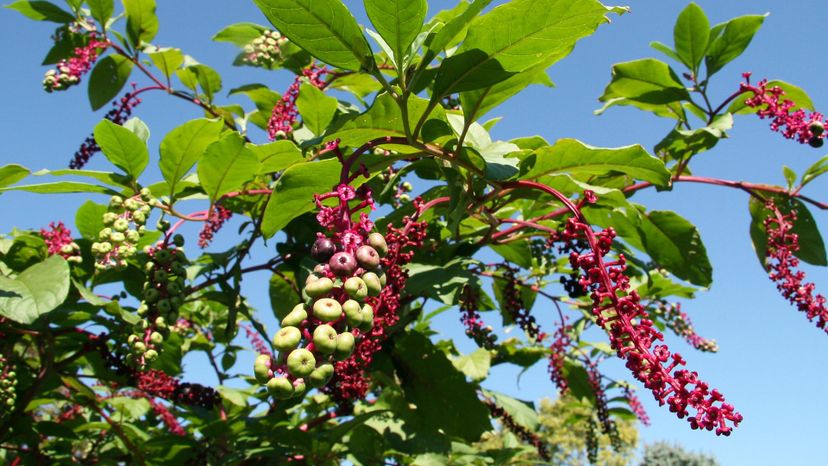 Pokeberries