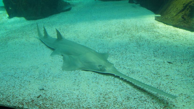 Longcomb sawfish