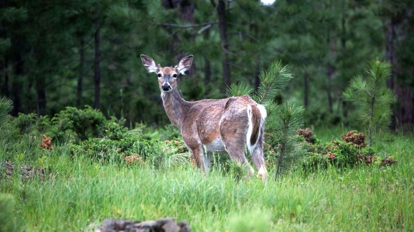 White-Tailed Deer