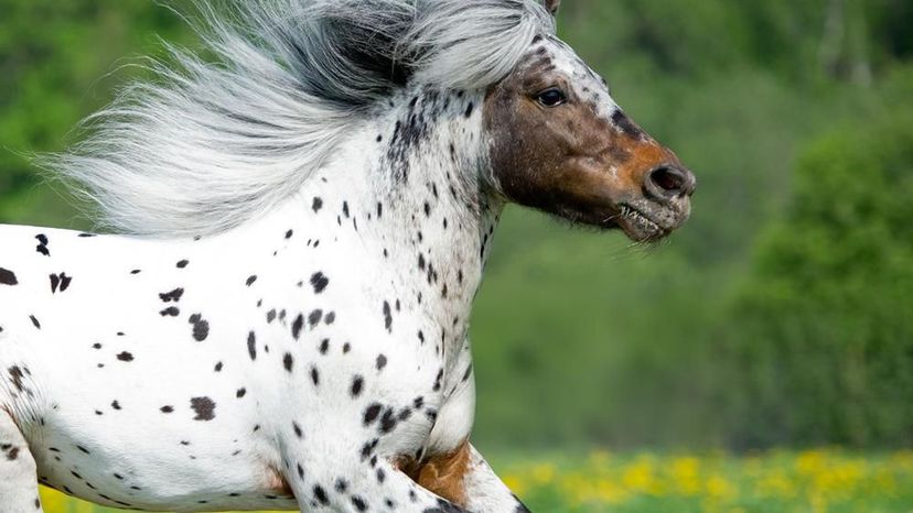 Appaloosa