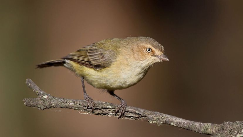 Weebill