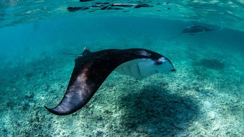Giant Ocean Manta Ray