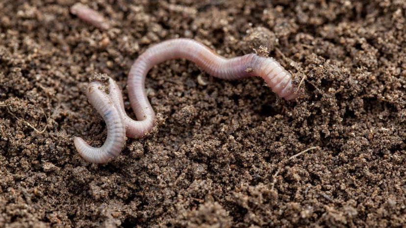 Earthworm