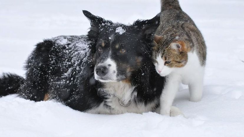Pets in the snow