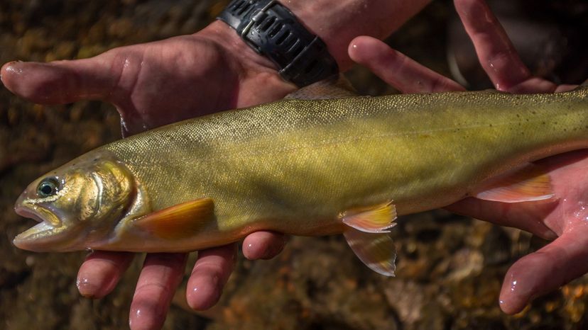 Gila Trout