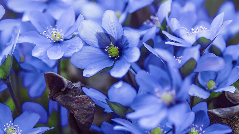 anemone