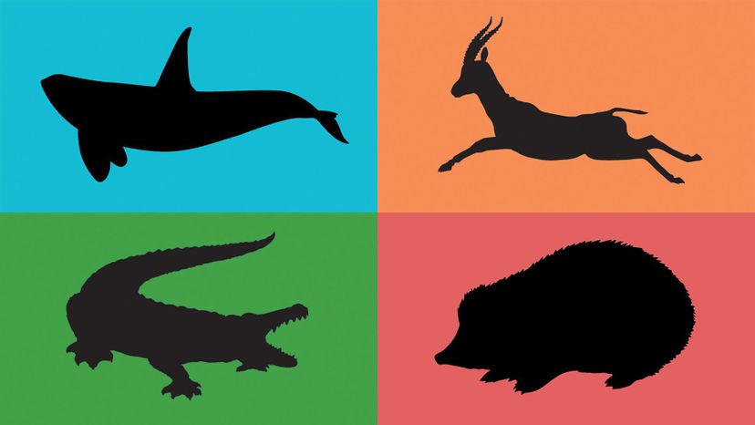 Can You Guess These Animals From a Silhouette? | Zoo