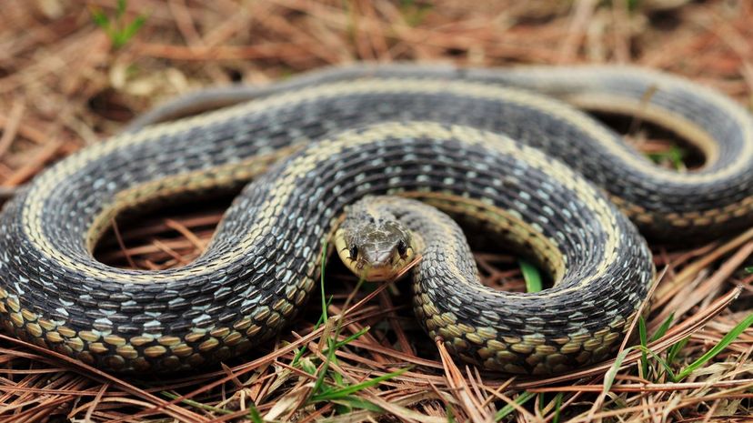 Garter snake