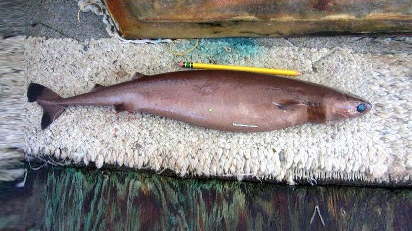 Cookiecutter shark