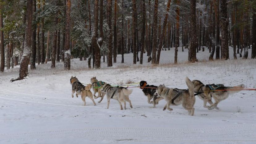 Siberian Husky