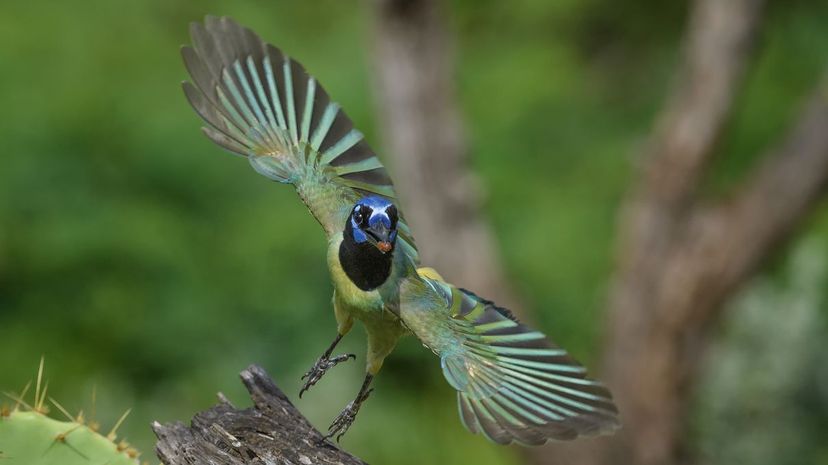 Green jay