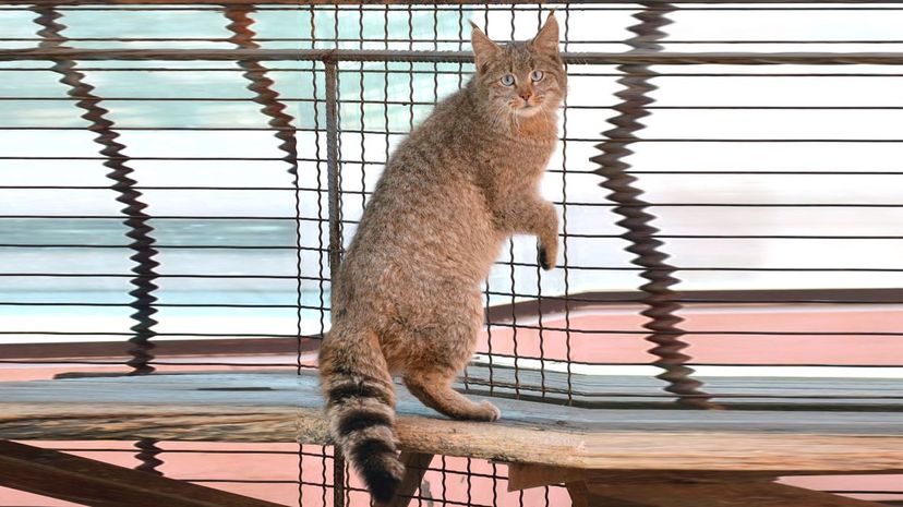 Chinese Mountain Cat