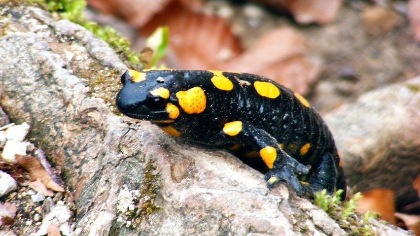 Salamander