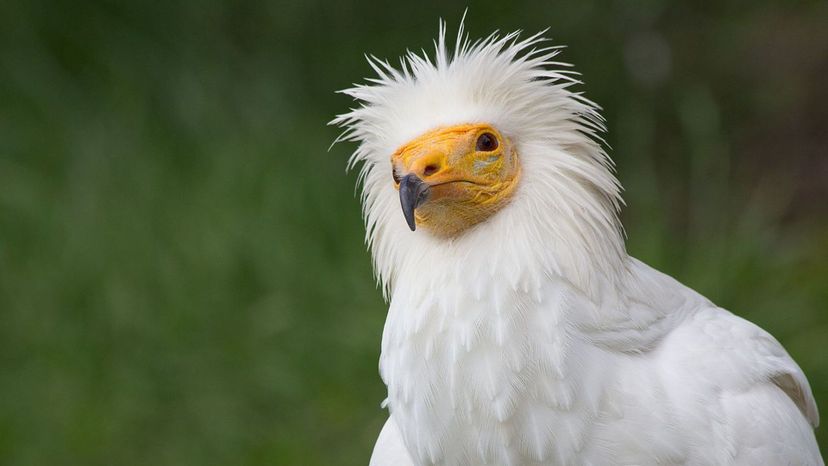 Egyptian Vulture