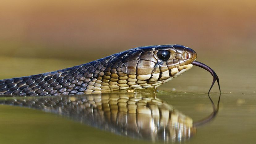 Eastern Indigo snake