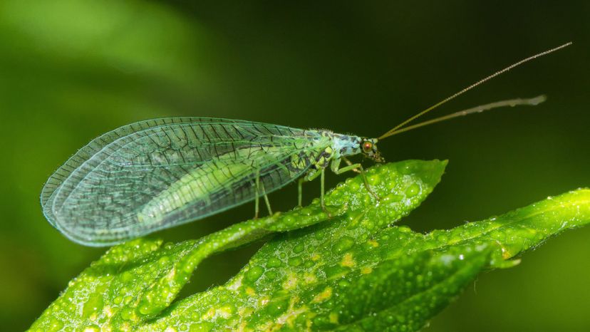 Green Lacewing