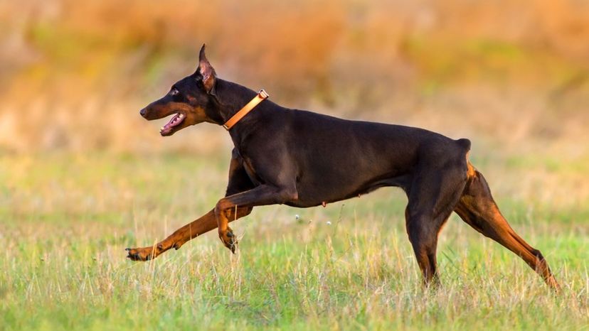 Doberman Pinscher