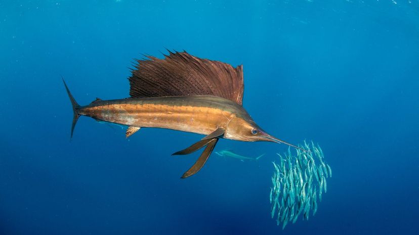 Atlantic Sailfish