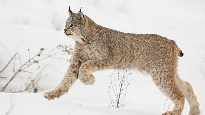 Canada lynx